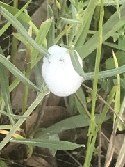 Aphrophora parallela