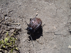 Pilobalia