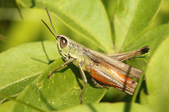 Amblytropidia australis