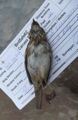 Melospiza lincolnii