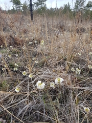 Noccaea cochleariformis