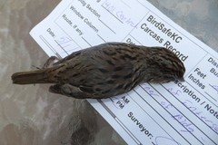 Melospiza lincolnii