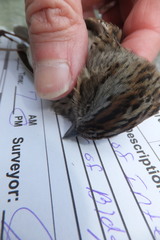 Melospiza lincolnii