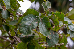 Caryocar brasiliense
