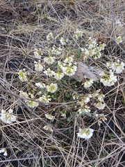 Noccaea cochleariformis