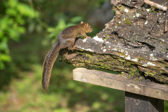 Sciurus ignitus
