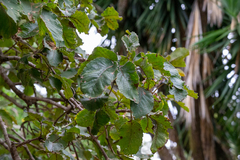 Caryocar brasiliense