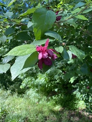 Calycanthus
