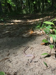 Tantilla relicta neilli