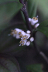 Callicarpa brevipes