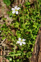 Oxalis incarnata