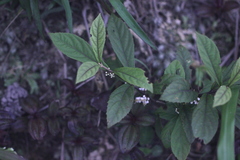 Callicarpa brevipes