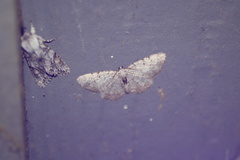 Aethalura intertexta