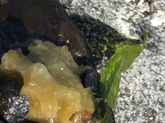 Halichondria bowerbanki