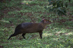 Dasyprocta variegata