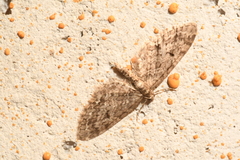 Eupithecia annulata