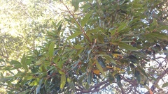 Quercus affinis