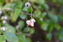 Muehlenbeckia sagittifolia