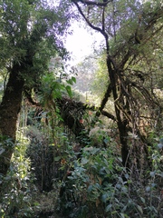 Disocactus speciosus