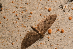 Eupithecia annulata