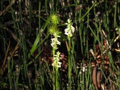 Spiranthes lucida