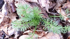 Matricaria discoidea