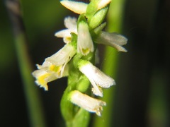 Spiranthes lucida