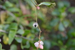 Muehlenbeckia sagittifolia