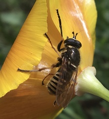 Sphecomyia