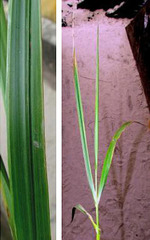 Leymus mollis mollis