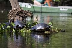 Pseudemys concinna suwanniensis