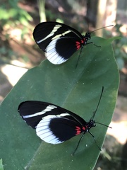 Heliconius eleuchia