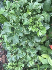 Polyscias guilfoylei