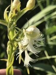 Platanthera leucophaea