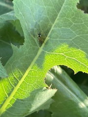 Diplazon laetatorius