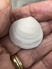 Semele proficua