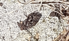 Fungi