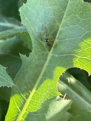 Diplazon laetatorius