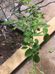 Rosa