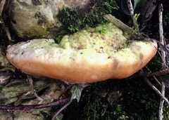 Rigidoporus ulmarius