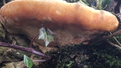 Rigidoporus ulmarius