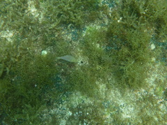Canthigaster punctatissima