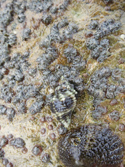 Paciocinebrina circumtexta