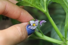 Solanum radicans
