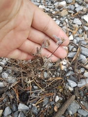 Gueldenstaedtia verna