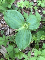 Trillium viride
