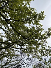 Quercus variabilis
