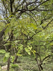 Quercus variabilis