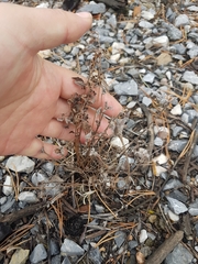 Gueldenstaedtia verna