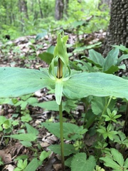 Trillium viride